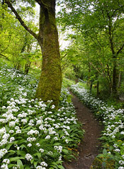 peak district woodland